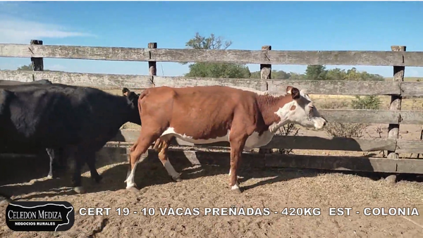 Lote 10 Vacas preñadas en Colonia