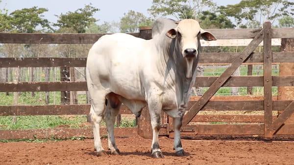 Lote LOTE 47