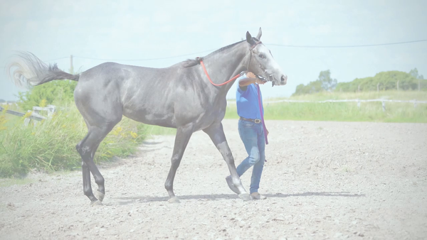 Lote LA BOMBONERA (PORTAL DEL ALTO - ROGNONI)  En TRAINING
