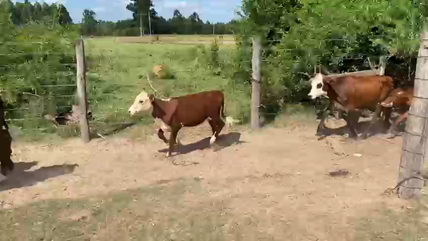 Lote 60 Terneros/as en Corrientes, Saladas