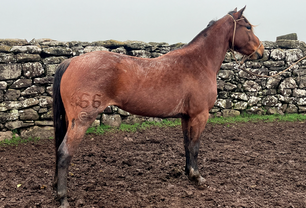 Lote FLAUTA GAITERA