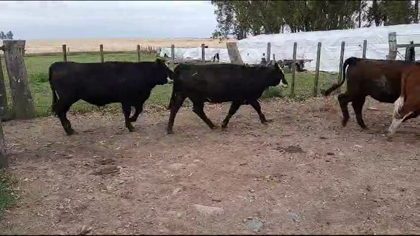 Lote Novillos 1 a 2 años