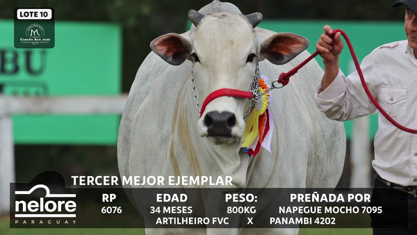 Lote LOTE 10 - BOZAL