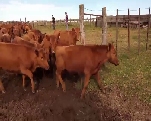 Lote 60 Terneros/as en Salazar, Buenos Aires