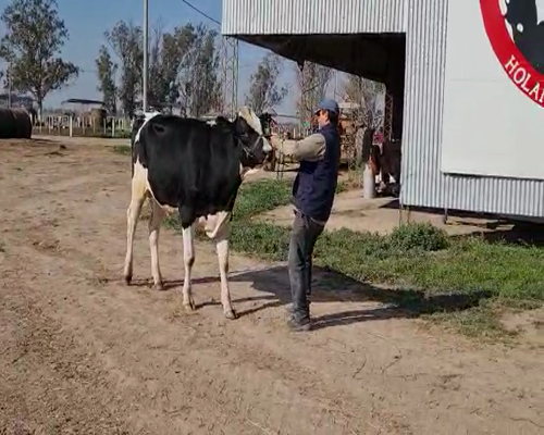 Lote TORO RP8279 BEATRIZ