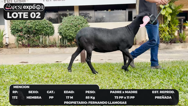 Lote LOTE 2 - BOZAL