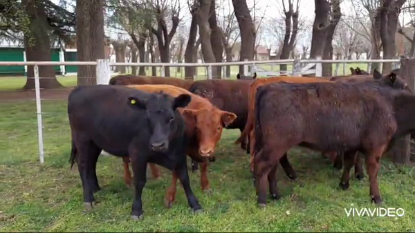 Lote 40 Terneras en Saladillo, Buenos Aires