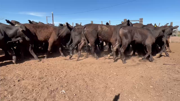 Lote 120 Terneros en Gral. San Martín, Chaco