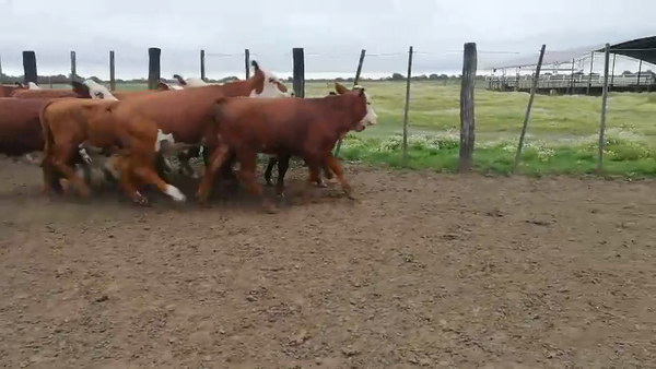 Lote 76 Terneros/as en Federal, Entre Ríos