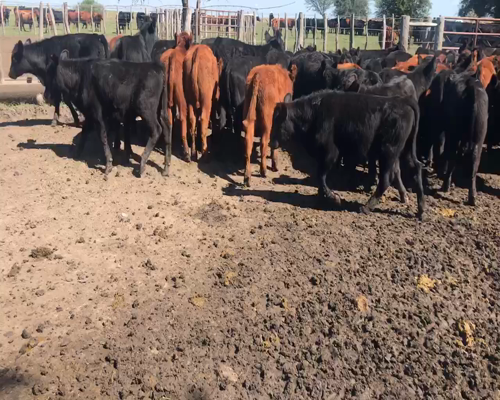 Lote 120 Terneros en Entre Ríos, Villaguay