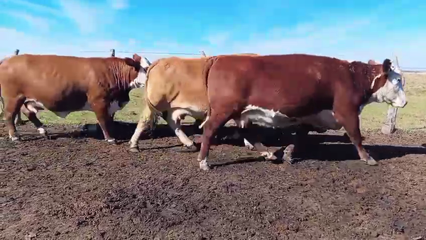 Lote 30 Vaca Consumo