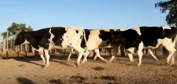 Lote 14 Vaquillonas en Col. San Bartolome, Córdoba