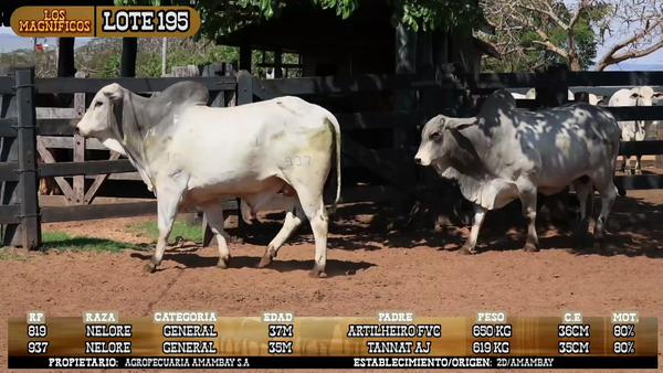 Lote LOTE 195 - POR PANTALLA