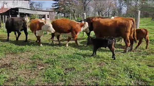 Lote 9 Vacas CUT con cría en Brandsen, Buenos Aires