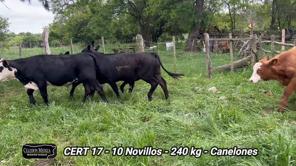 Lote 10 Novillos 1 a 2 años en Olmos, Canelones