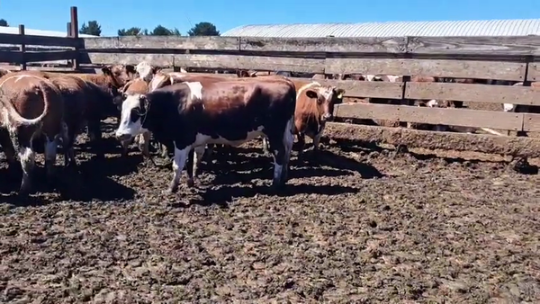 Lote 20 Vaquilla Gorda en Los Ángeles, VIII Región Biobío