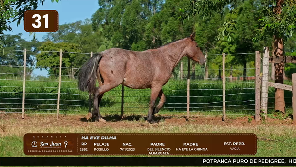 Lote LOTE 31