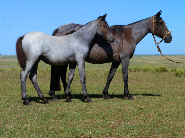 Lote Tormenta Salpay