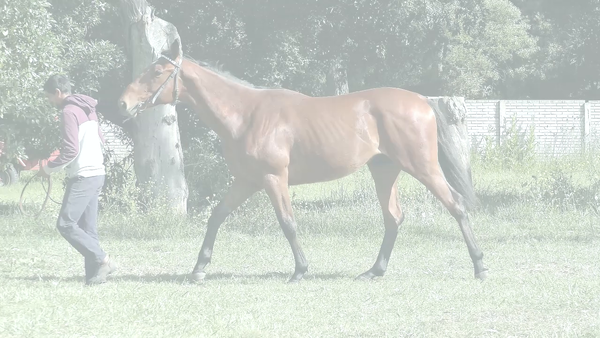 Lote MEET TETAZE (TETAZE -  MEET AND GREET)