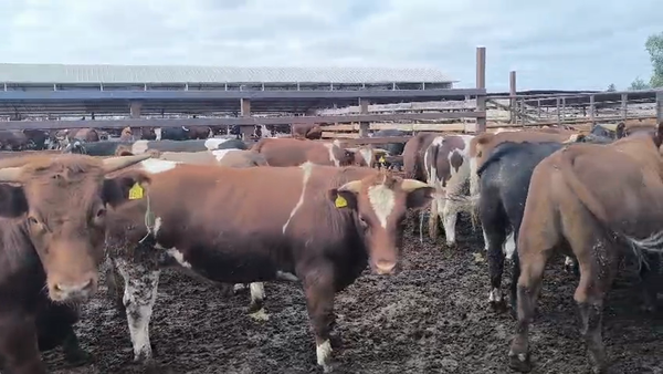 Lote 40 Novillo Gordo en Los Ángeles, VIII Región Biobío