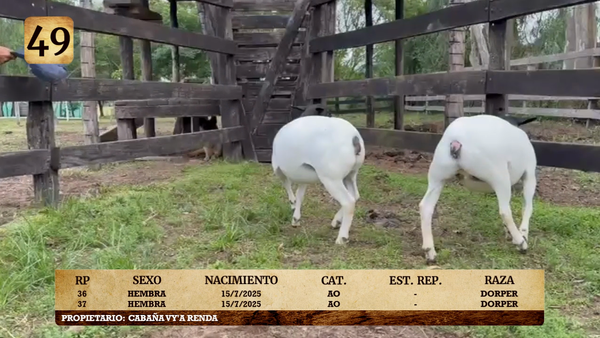 Lote LOTE 49