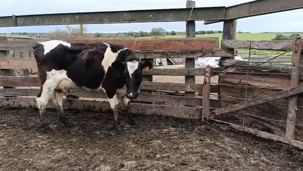 Lote Vaquillonas  360kg - , San José