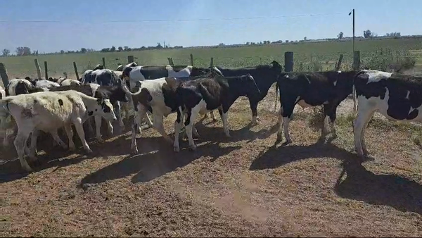 Lote 25 Novillitos Holando Argentino en Valtelina, Córdoba