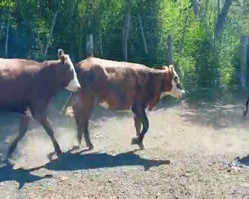 Lote 40 Vaquillonas en Vera y Pintado, Santa Fe