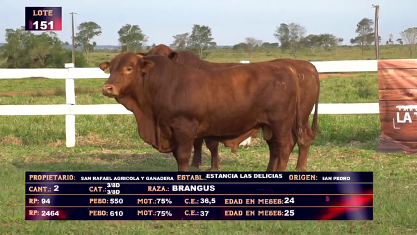 Lote SAN RAFAEL AGRICOLA Y GANADERA - LOTE 151