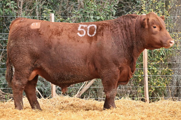 45508 — TOROS ANGUS PC