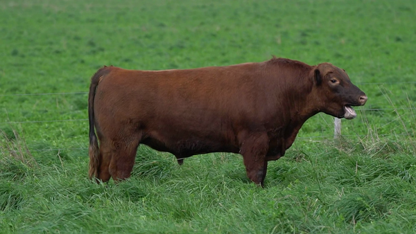 Lote TORO
