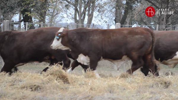 Lote BRAFORD EL ALJIBE