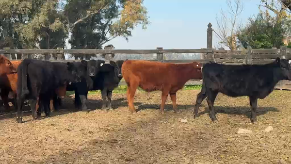 Lote 60 Terneros/as