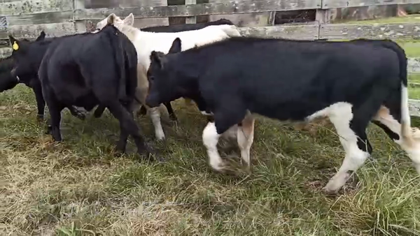 Lote TERNEROS Y TERNERAS