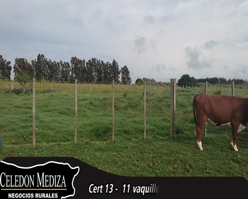 Lote (Vendido)11 Vaquillonas 1 a 2 años 5HE,  3 NO X RA,  1 AA X HE,  2 RA X HE 254kg - , Colonia