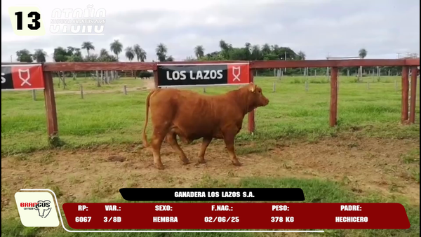Lote LOTE 13 -DE JUNIOR