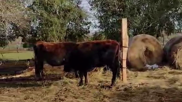 Lote 4 novillos de Cinthya Pintos.