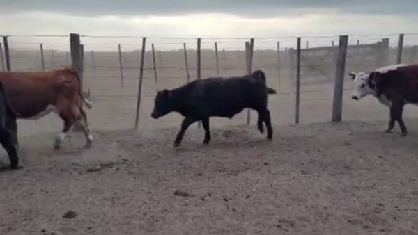 Lote 70 TERN. MACHOS, OLAVARRÍA, BS. AS.