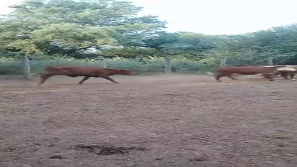 Lote 160 Novillitos en Juan José Castelli, Chaco