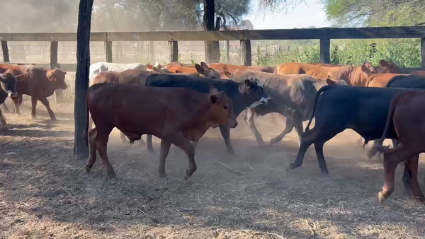 Lote 100 Terneros/as en Juan José Castelli, Chaco