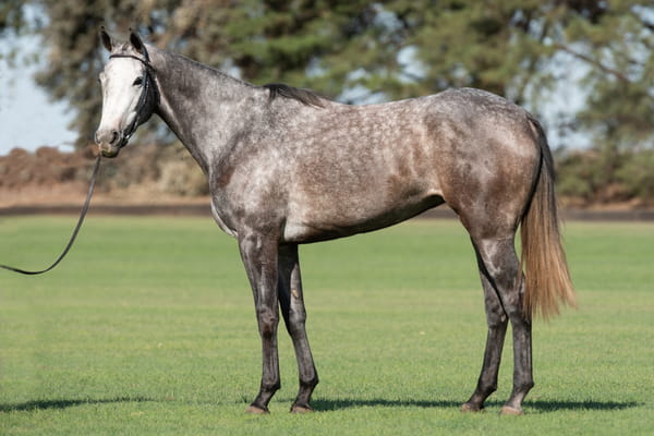 Lote TAITA CRUZET - T/E (MACHITOS ANDINO - TAITA CUMBIA)