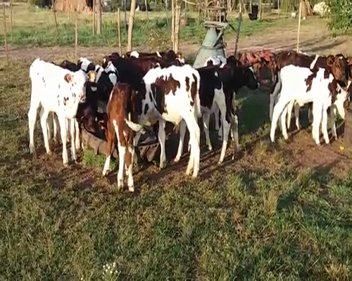 Lote (Vendido)20 Terneros HO 50kg -  en POLANCOS