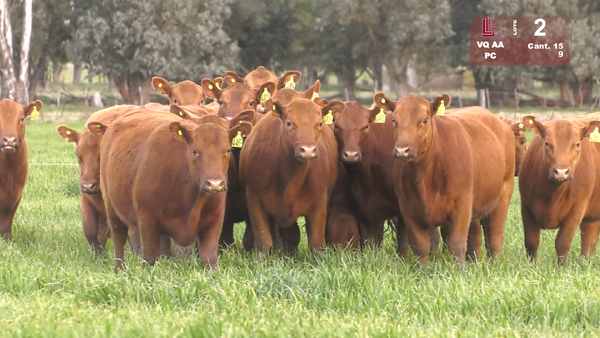 Lote VAQUILLONAS ANGUS COLORADAS PURAS CONTROLADAS C/GTÍA DE PREÑEZ