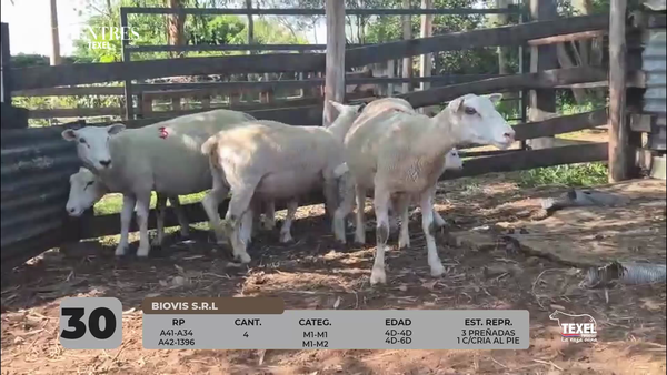 Lote LOTE 30