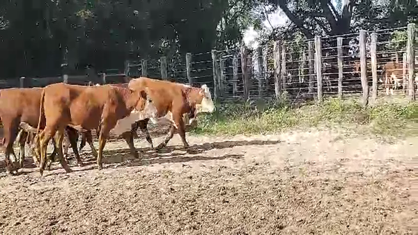 Lote 67 Vaquillonas en Esquina, Corrientes