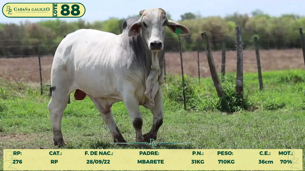 Lote LOTE 88