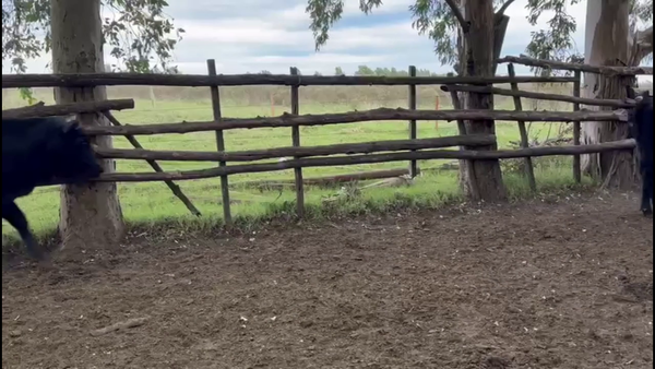 Lote VAQUILLONAS PREÑADAS