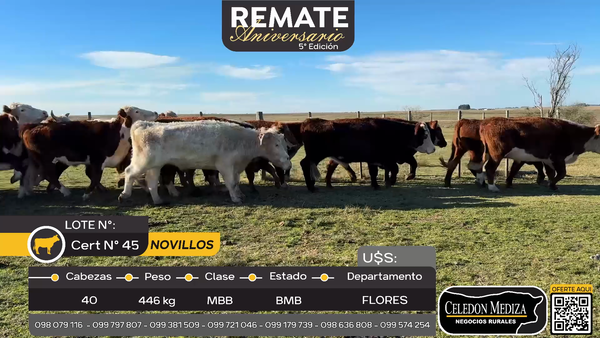 Lote 40 Novillos en Paraje Sarandí, Flores