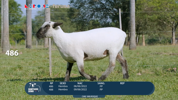 Lote LOTE 34 - CAMPO