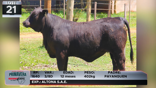 Lote LOTE 21
